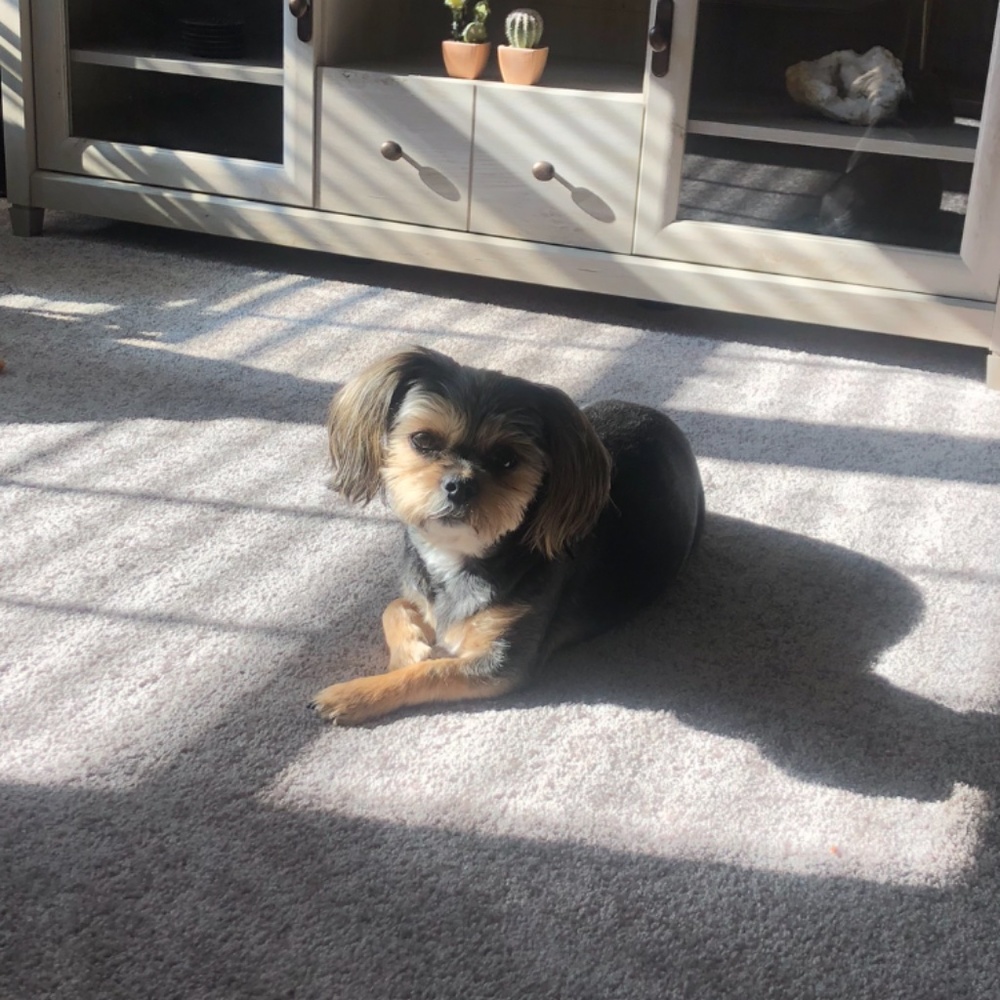 Meet your Posher, Rachel